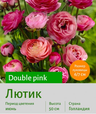  Лютик (Ranunculus) Double pink